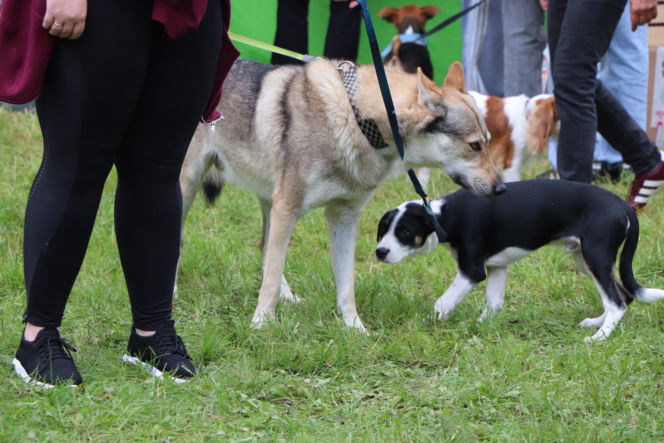 XIII Piknik Przyjaciół Schroniska w Toruniu. Fotorelacja z imprezy