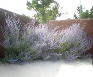 Ta roślina do złudzenia przypomina lawendę. Ma niewielkie wymagania, a z jej uprawą poradzi sobie nawet początkujący ogrodnik