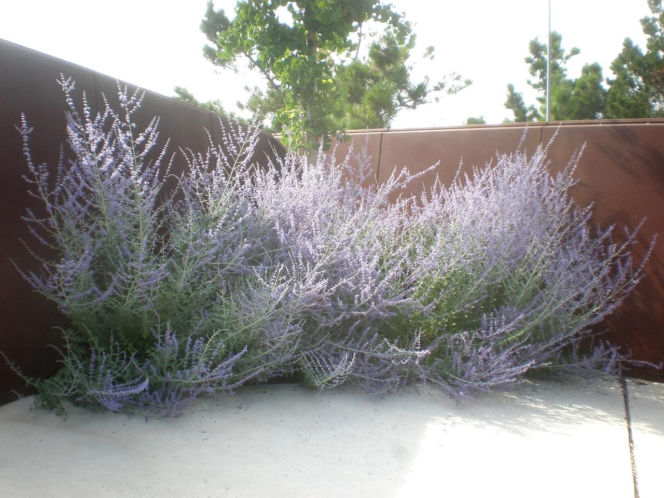 Ta roślina do złudzenia przypomina lawendę. Ma niewielkie wymagania, a z jej uprawą poradzi sobie nawet początkujący ogrodnik