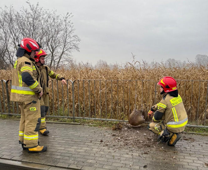 Uratowali sarnę z metalowej pułapki. Zwierzę utknęło w przydrożnej barierce