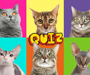QUIZ. Jesteś fanem kotów? Test zdjęciowy da odpowiedź. Konwencja Tak/Nie