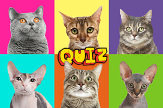 QUIZ. Jesteś fanem kotów? Test zdjęciowy da odpowiedź. Konwencja Tak/Nie
