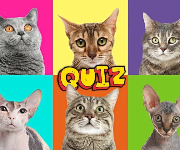 QUIZ. Jesteś fanem kotów? Test zdjęciowy da odpowiedź