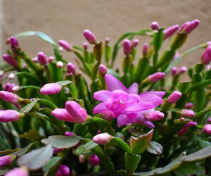 Grudnik - kwiat na Boże Narodzenie