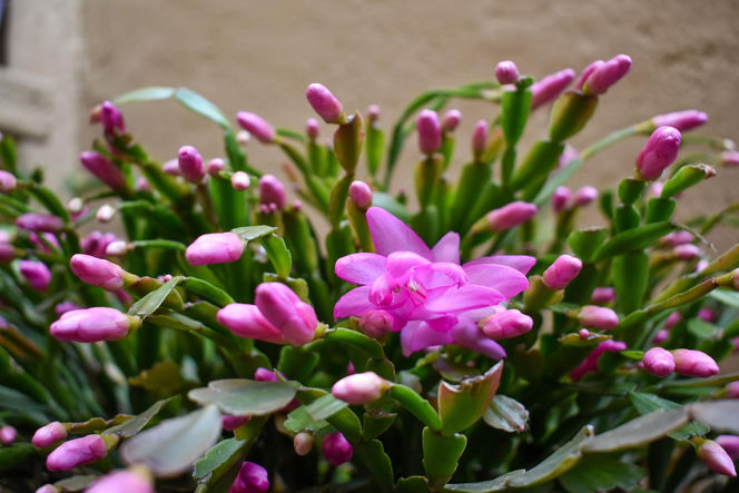 Grudnik - kwiat na Boże Narodzenie