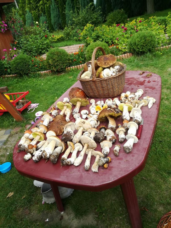 Grzybobranie na Podkarpaciu: Zdjęcia Czytelników