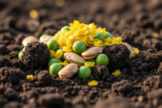 Co zasiać zamiast zbóż?