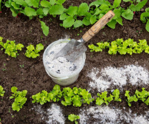 Popiół drzewny jako naturalny nawóz: jakie rośliny go lubią?