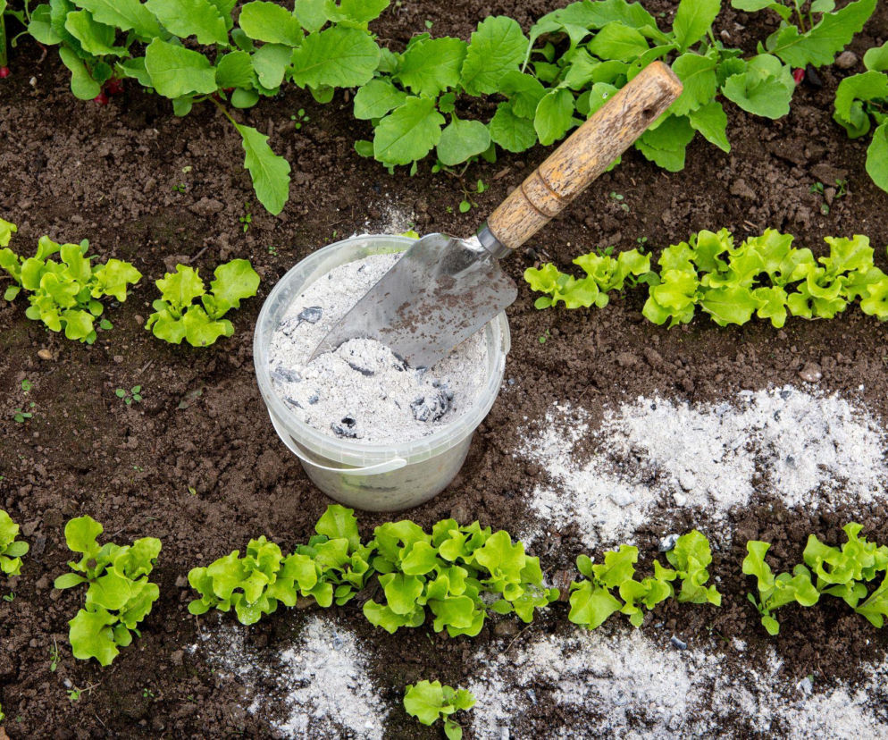 Popiół drzewny jako naturalny nawóz: jakie rośliny go lubią?