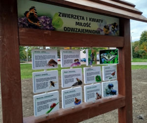 Park kieszonkowy przy ul. Żytniej w Siedlcach