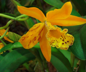 Storczyk Cattleya