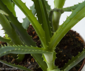 Aloes