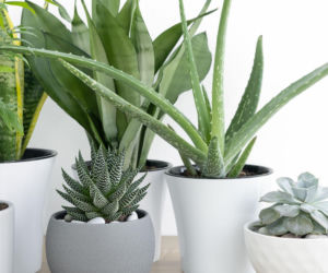 Rośliny doniczkowe dla zapominalskich