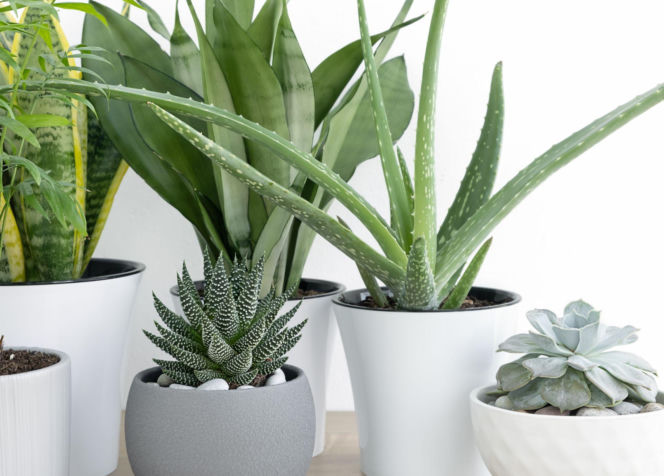 Rośliny doniczkowe dla zapominalskich