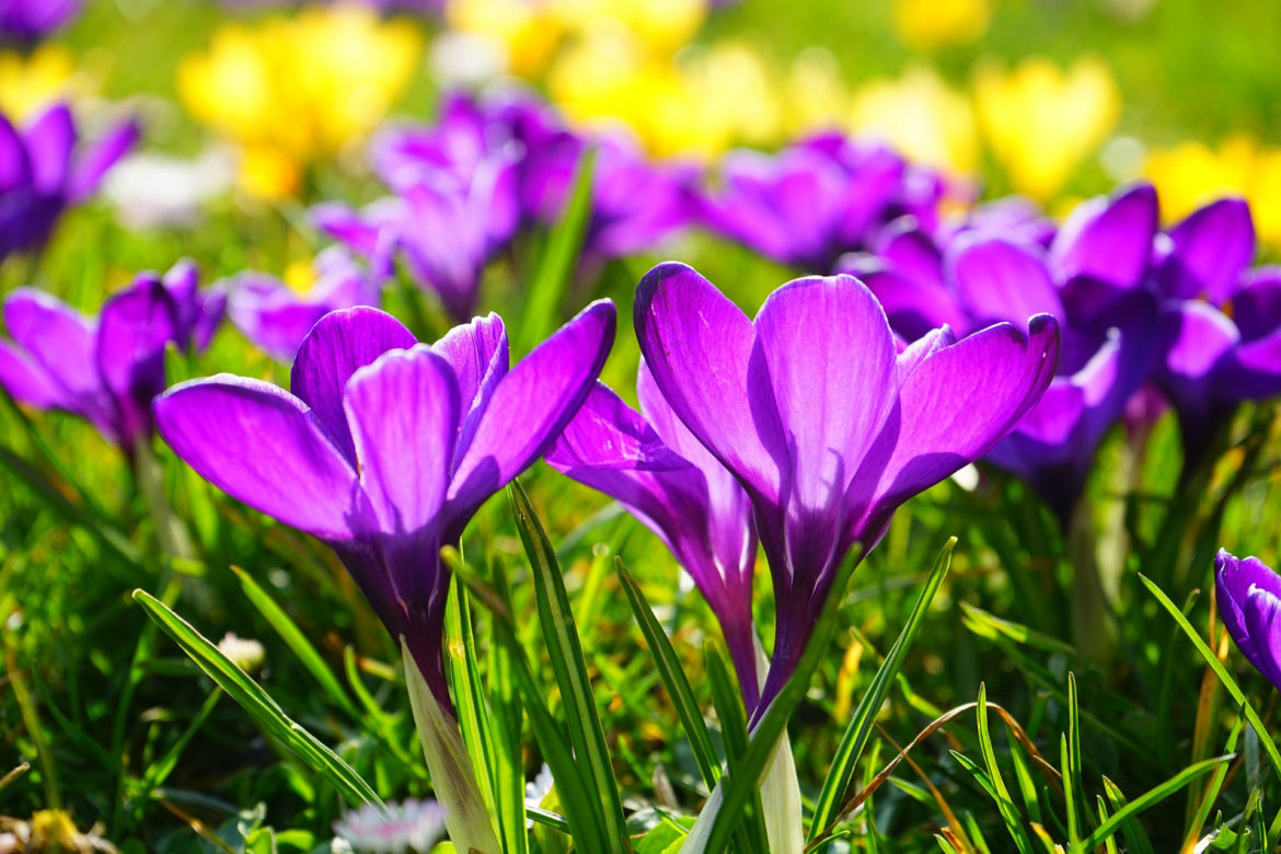 Krokus