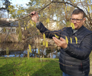 Pogoda oszalała! W Bydgoszczy rosną krokusy i przebiśniegi 