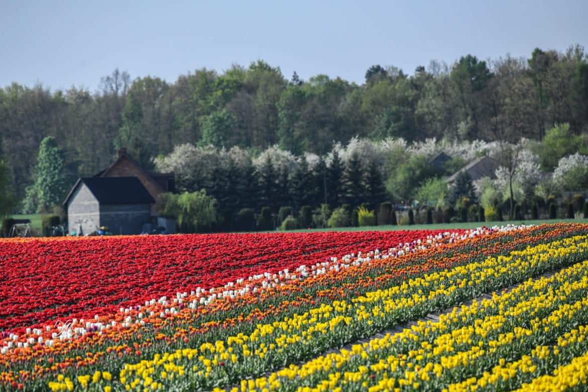 Gospodarstwo Świętokrzyskie tulipany