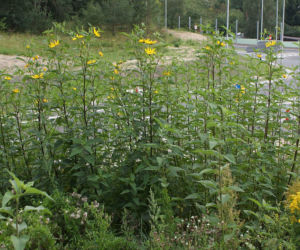 Topinambur (słonecznik bulwiasty)