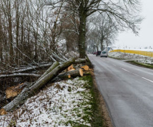 WARIAT Z PIŁĄ grasuje na Pomorzu! Naciął kilkadziesiąt drzew. Jedno RUNĘŁO NA DROGĘ