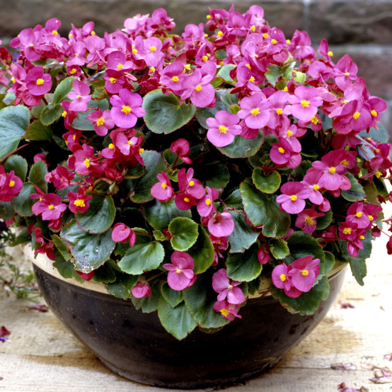 Begonia stale kwitnąca