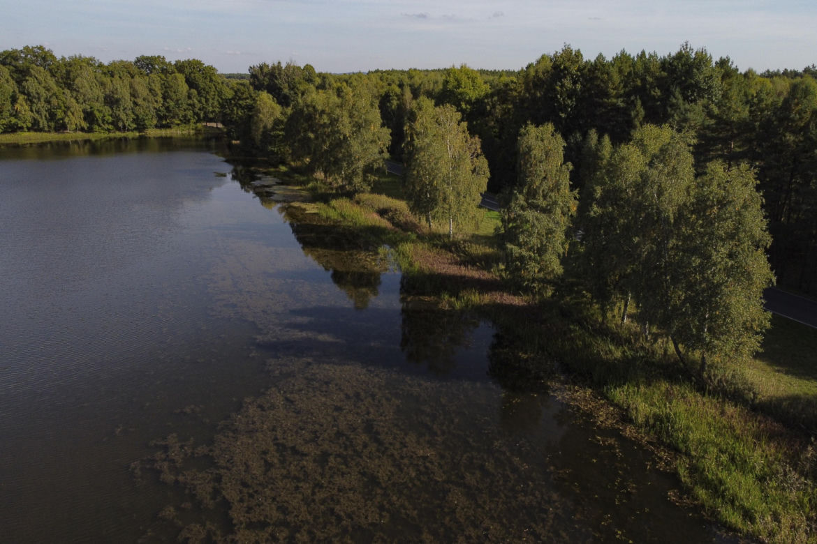 Śnięte ryby pod Wrocławiem