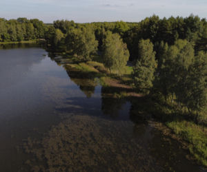 Śnięte ryby pod Wrocławiem