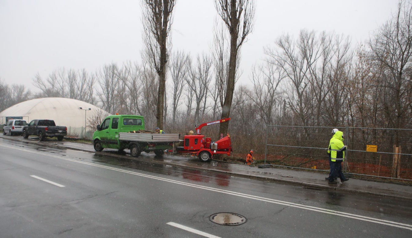 Wycinka drzew wzdłuż Wybrzeża Helskiego