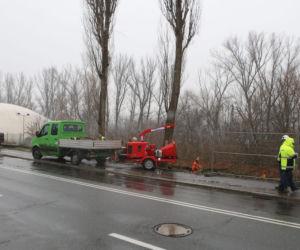 Wycinka drzew wzdłuż Wybrzeża Helskiego
