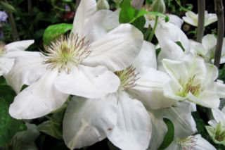 Powojnik wielkokwiatowy 'Jerzy Popiełuszko' - Clematis 'Jerzy Popiełuszko'