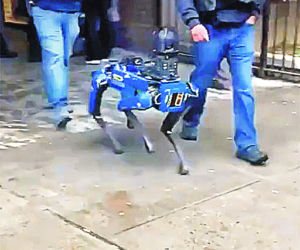 Robodogi straszą nowojorczyków