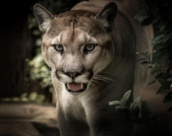 Puma czai się w zachodniopomorskich ostępach! Powołano sztab kryzysowy