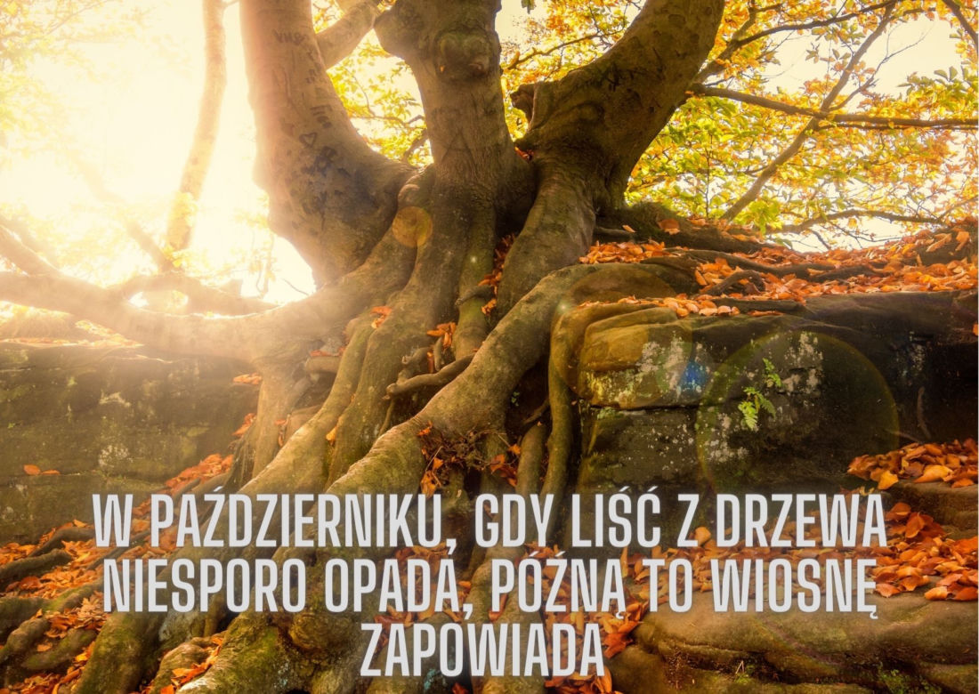 Jesienne przysłowia ludowe. Oto mądrości naszych dziadów!
