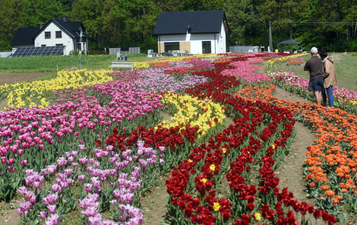 Tulipanowa polanka w małopolskiej Polance Wielkiej