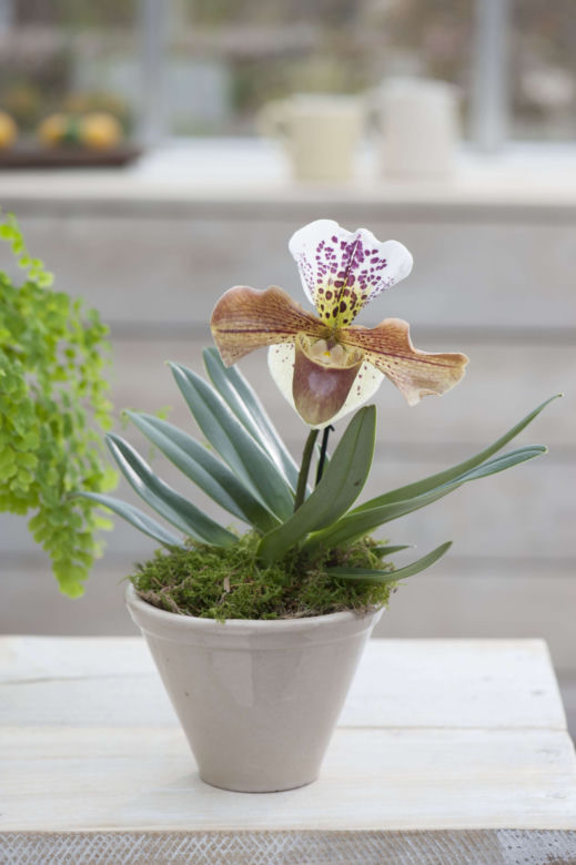 Storczyk Paphiopedilum