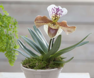Storczyk Paphiopedilum