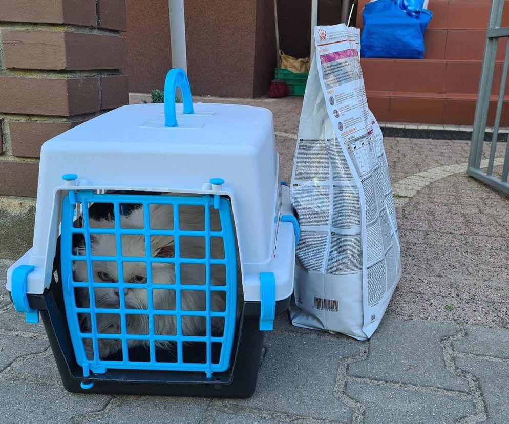 Podrzucił kota pod cudzy dom