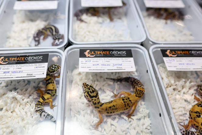 Targi egzotyki w Katowicach