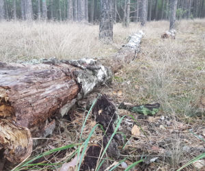 Czy sezon na grzyby w ogóle ruszy?