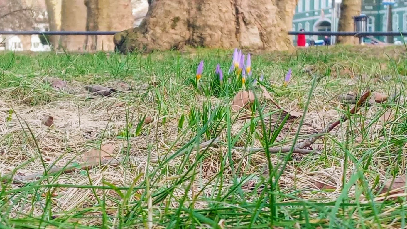 Pierwsze krokusy na Jasnych Błoniach w Szczecinie