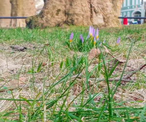 Pierwsze krokusy na Jasnych Błoniach w Szczecinie