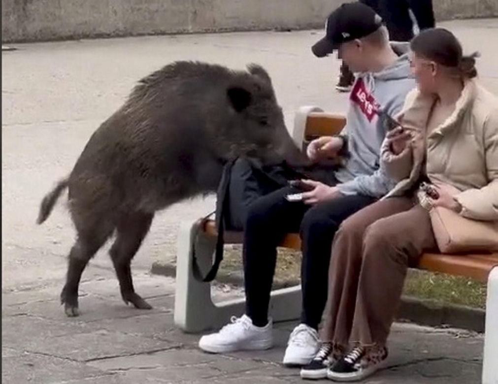 Dzik z Gdyni merda ogonkiem jak piesek. Nagranie z TikToka hitem internetu [ZDJĘCIA]