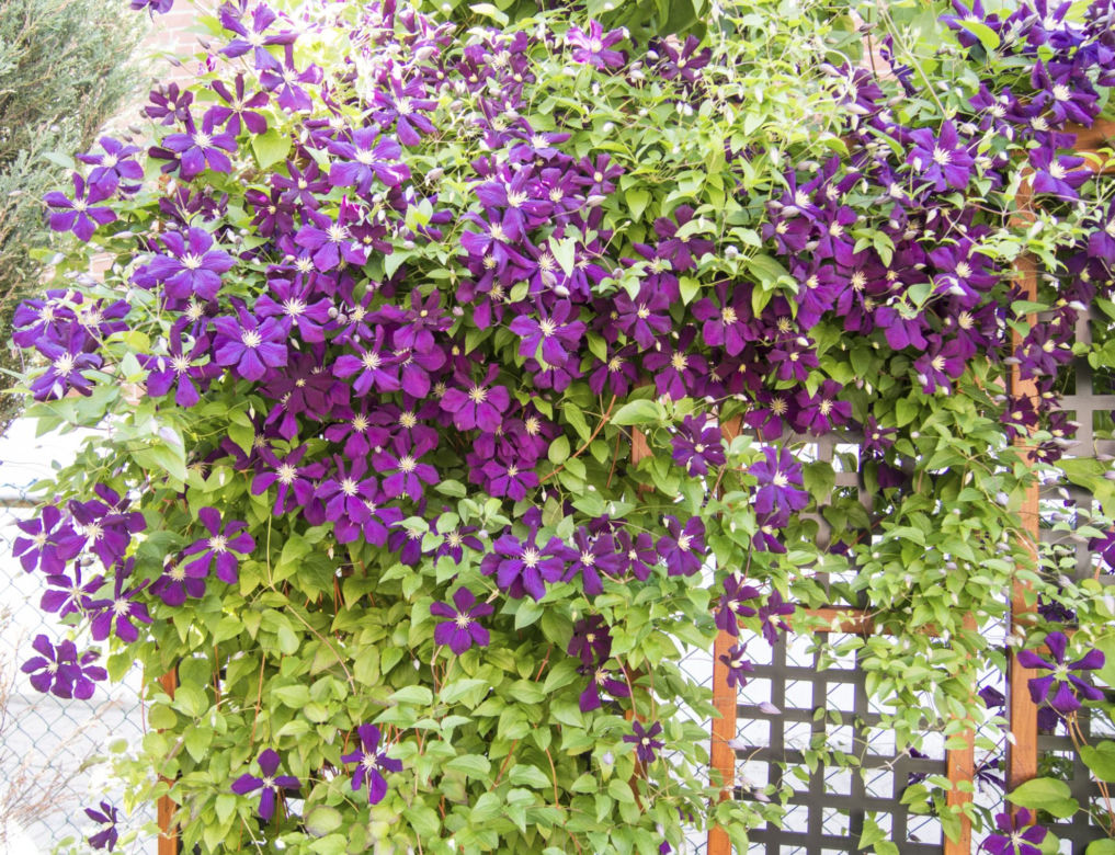 clematis.jpg
