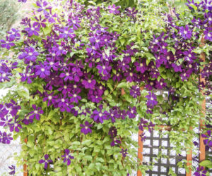 clematis.jpg