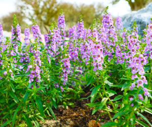 Angelonia
