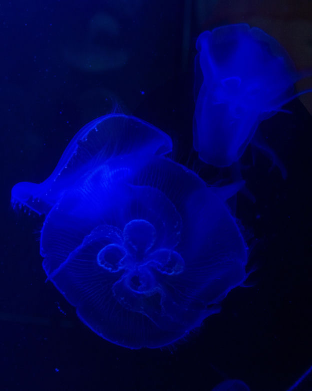 Meduzy w Orientarium