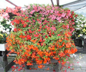 Begonia Tenella