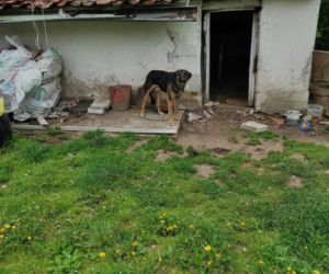 Bisztynek. Wyprowadzili się z domu zostawiając psy uwiązane na smyczy. Interweniował burmistrz