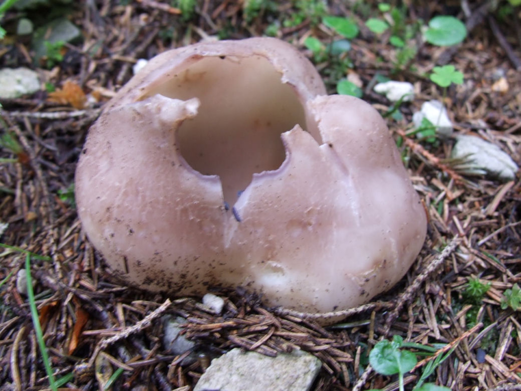 Koronica ozdobna 