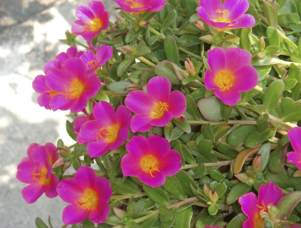 Portulaka wielkokwiatowa
