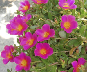 Portulaka wielkokwiatowa